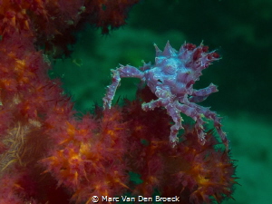 candy from lembeh by Marc Van Den Broeck 